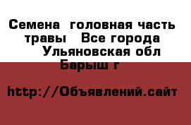 Семена (головная часть))) травы - Все города  »    . Ульяновская обл.,Барыш г.